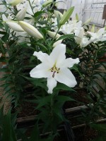 [5621 VH51 No01.JPG]